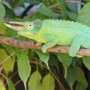 Meet your Posher, Martha